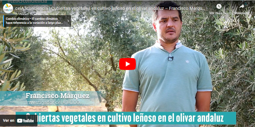 Cubiertas vegetales en cultivo leñoso en el olivar andaluz – Francisco Márquez